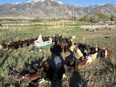 1 year old laying hens