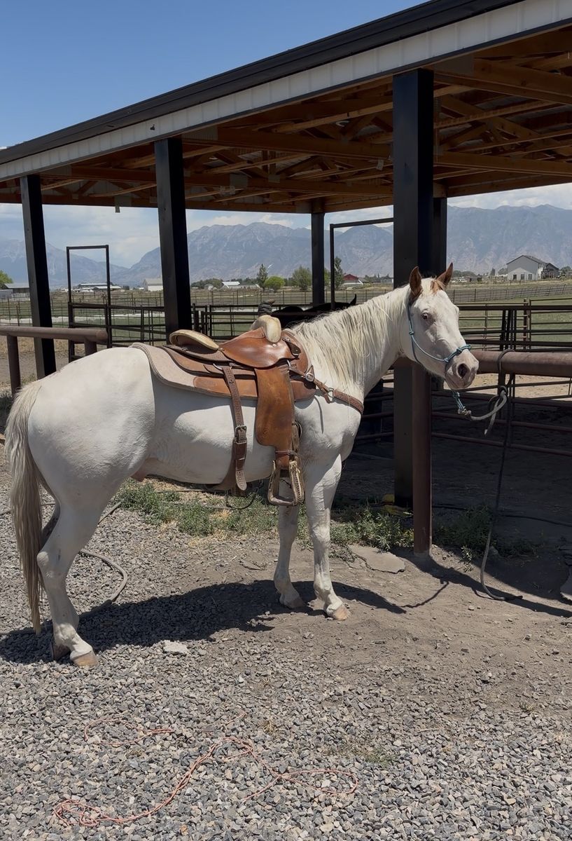 4yo Quarter Horse Paint
