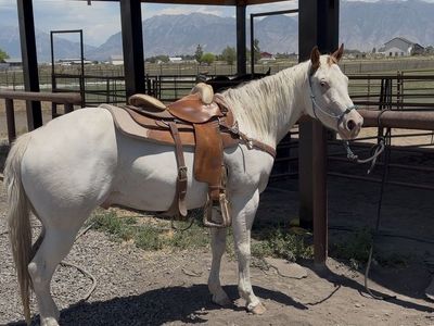 4yo Quarter Horse Paint