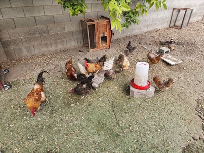Chickens for sale!