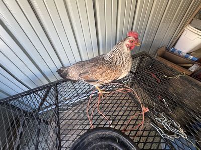 Blue/green Laying Hen