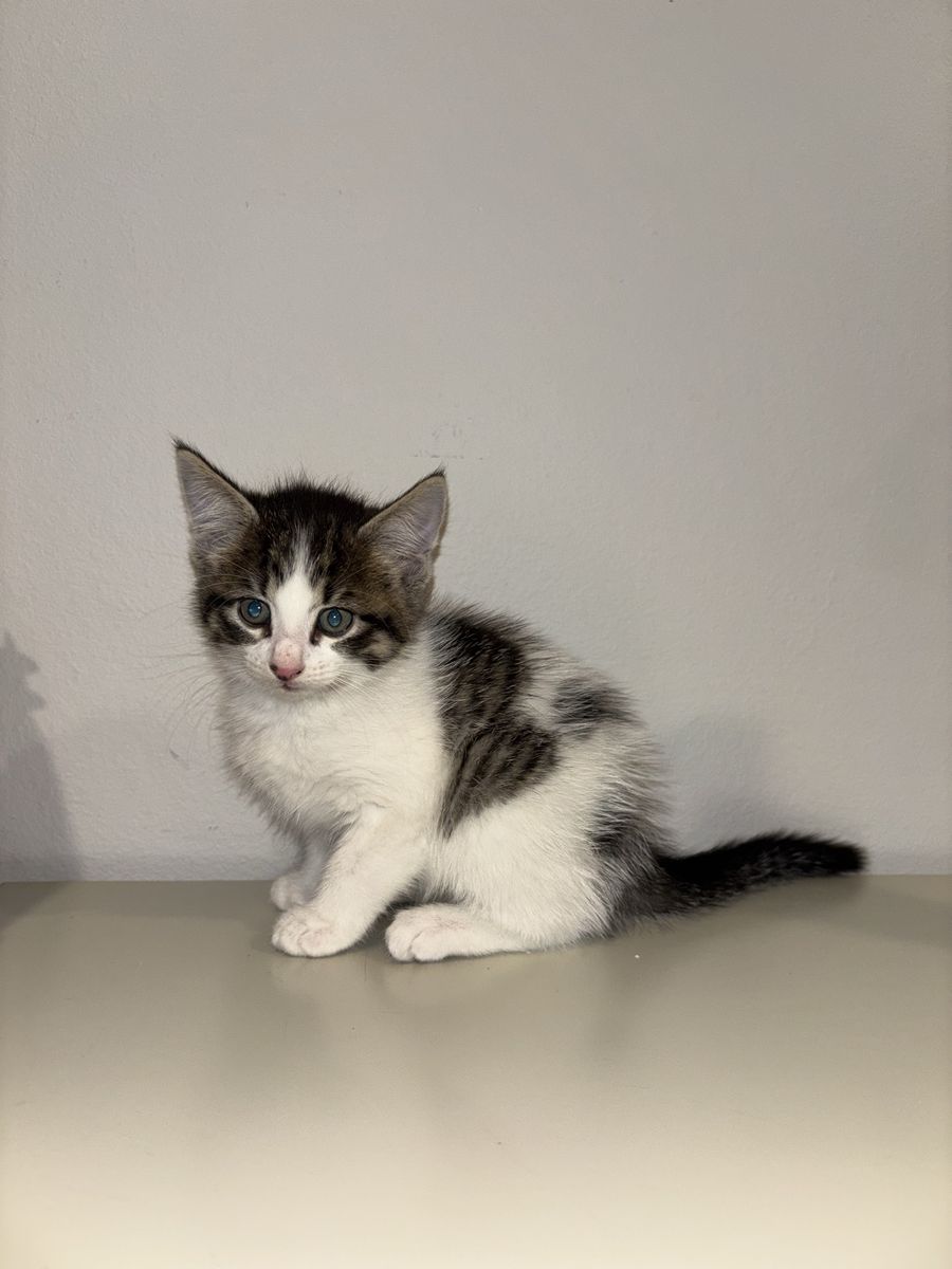 Adorable Fluffy Kittens - Mixed Breed Playful Cats. Box trained. Born July 26. 