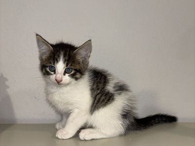 Adorable Fluffy Kittens - Mixed Breed Playful Cats. Box trained. Born July 26.