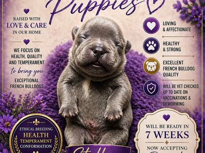 French Bulldog Puppies