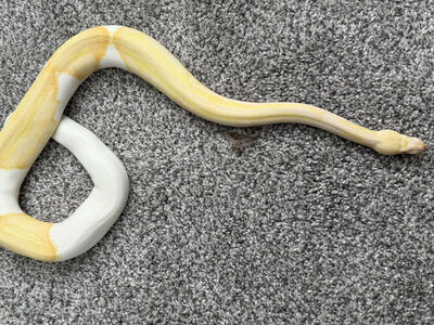 Trade Or Sell Male Albino Pied Ball Python