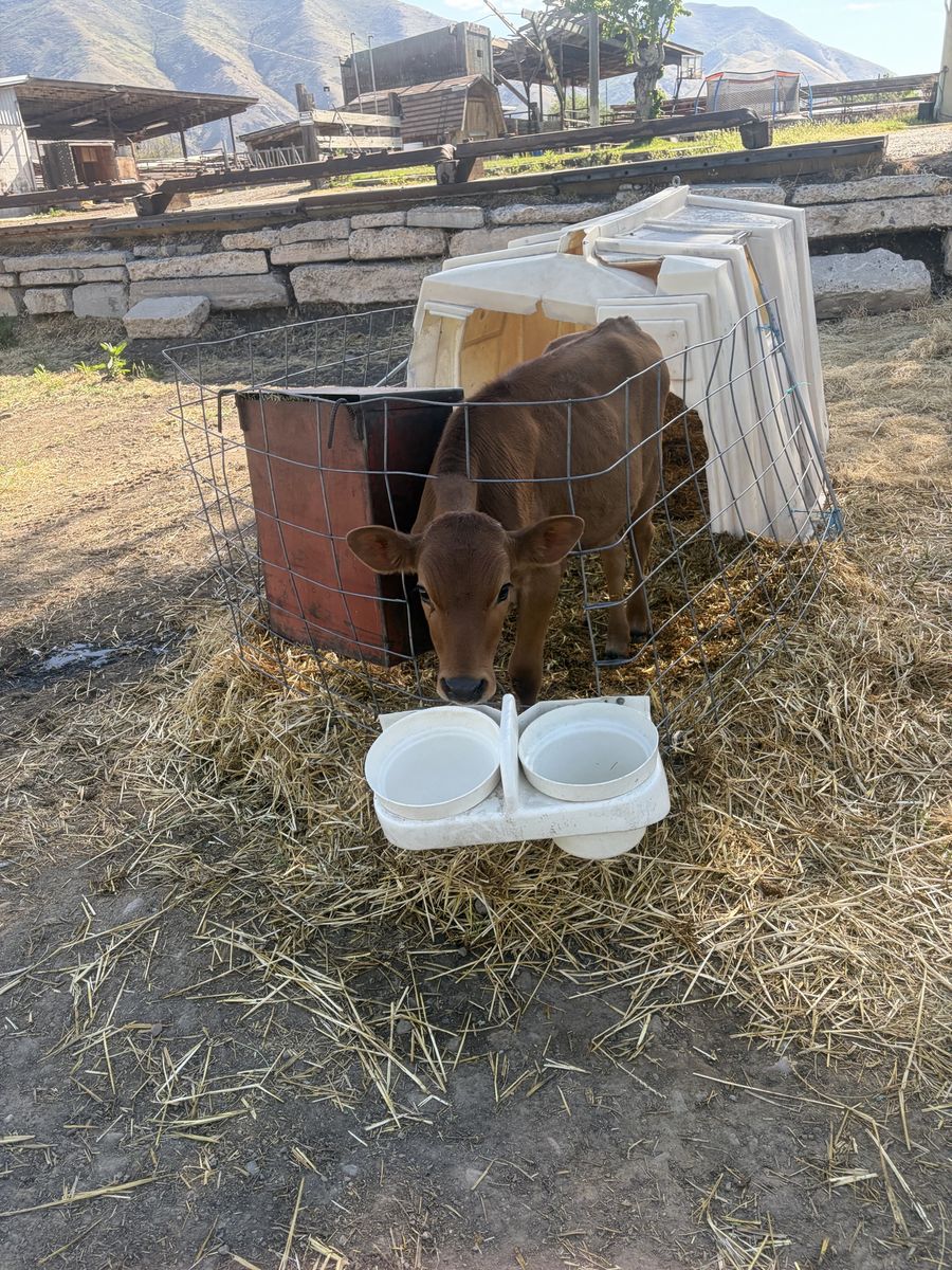Hutch calves