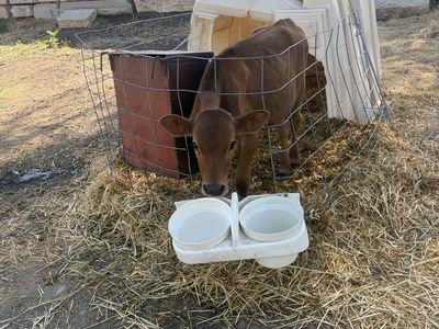 Hutch calves
