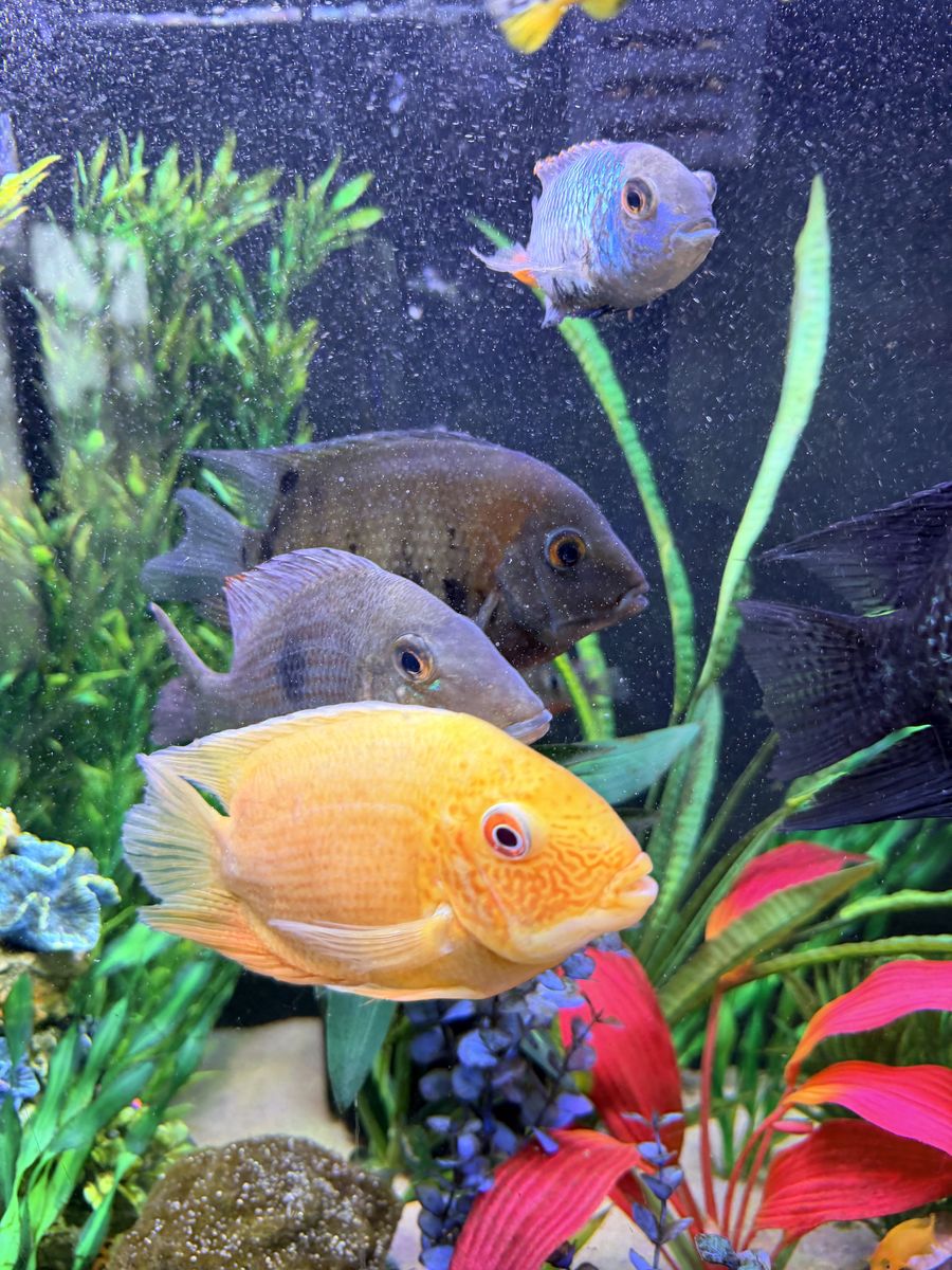 Fish (Cichlids)