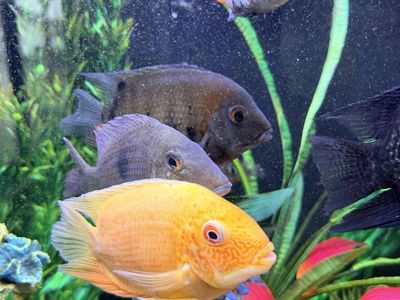 Fish (Cichlids)