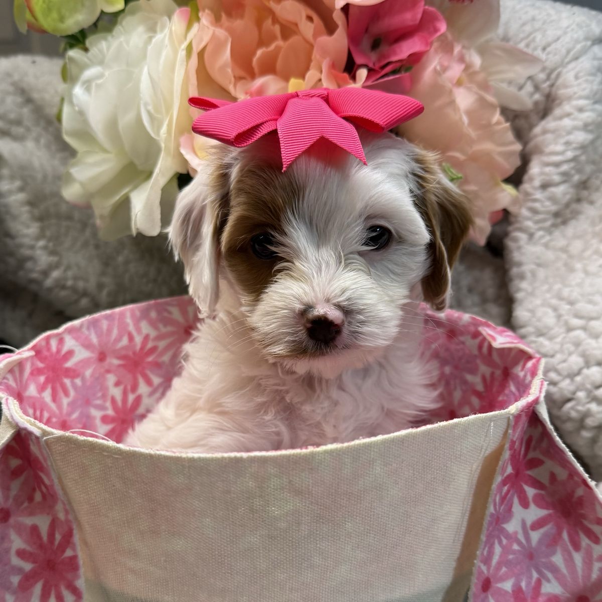 Mini Golden Cavapoo Puppies