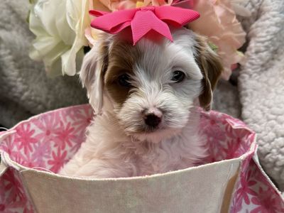 Mini Golden Cavapoo Puppies