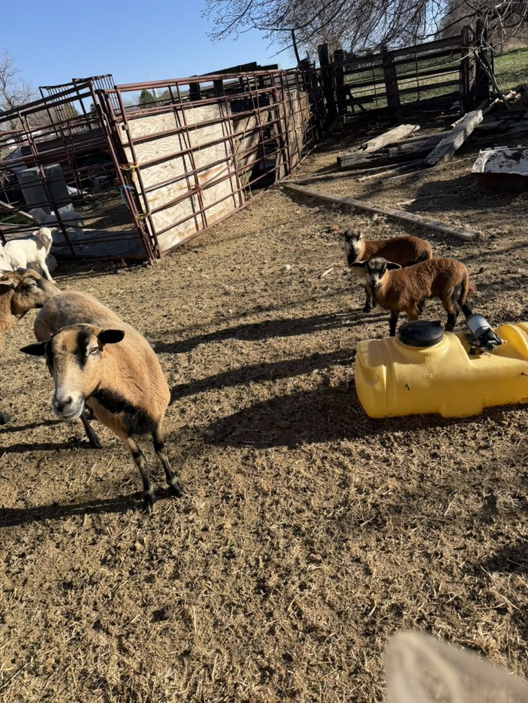 Barbados Ewe And Twin Lambs