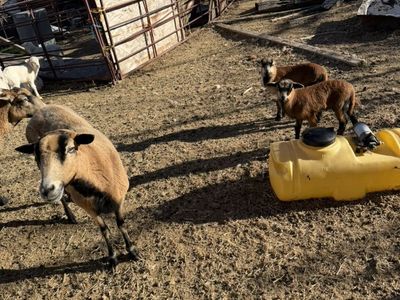 Barbados Ewe And Twin Lambs