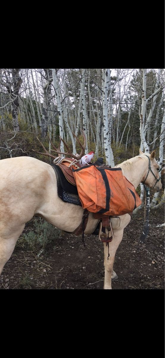 15-Year-Old Grade Gelding - Experienced Rope, Trail, and Ranch Horse