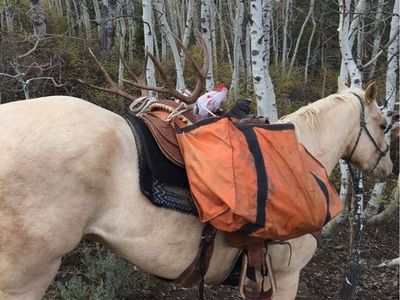 15-Year-Old Grade Gelding - Experienced Rope, Trail, and Ranch Horse
