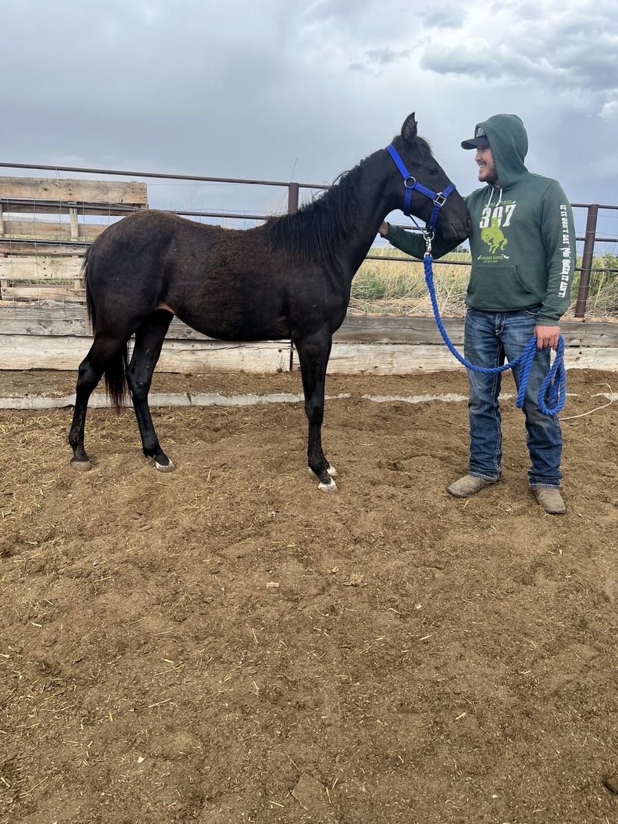 Grade Stud Colt