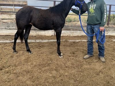 Grade Stud Colt
