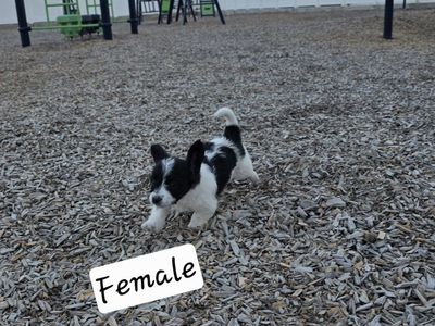 yorkie poodles puppies for sale