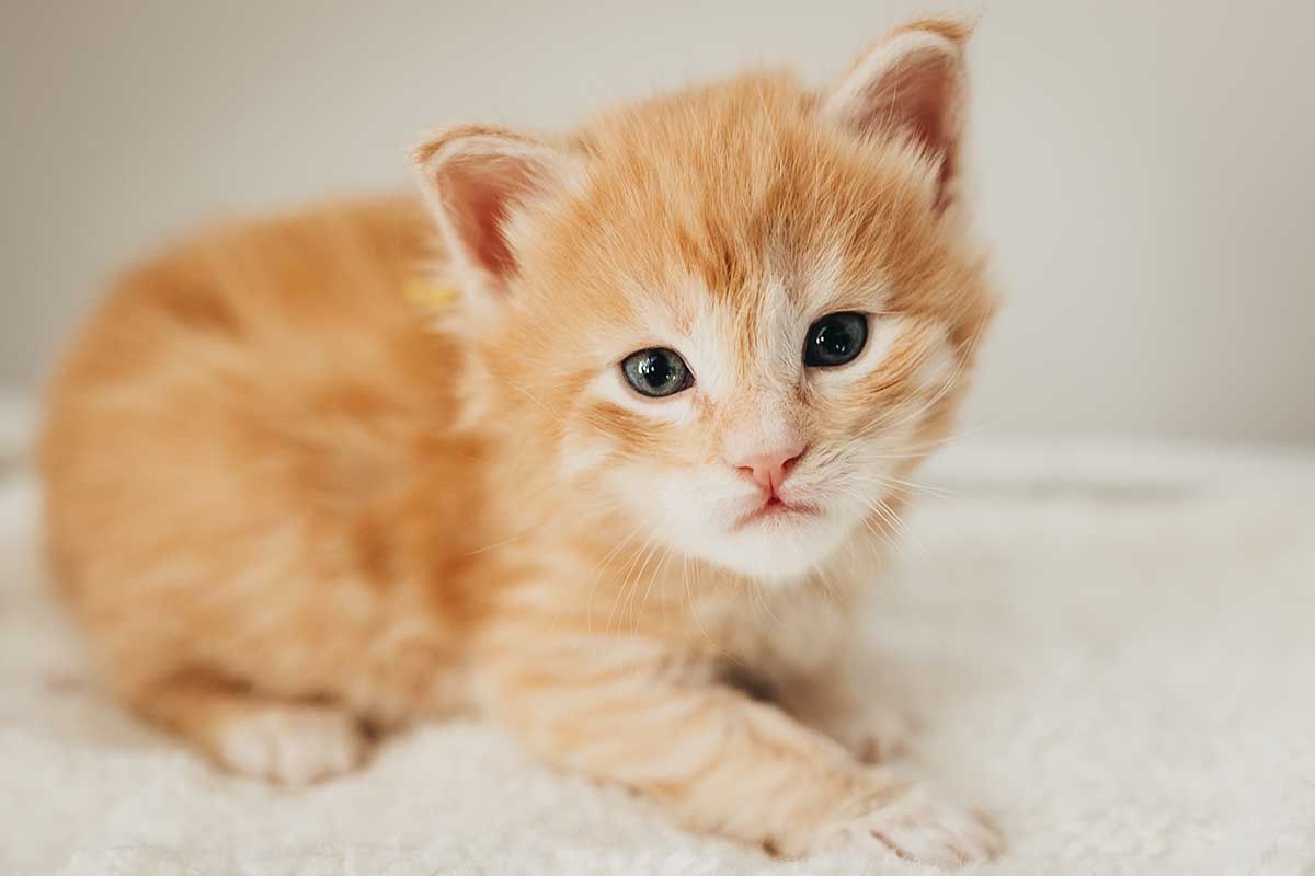 TICA Registered Maine Coon Kittens
