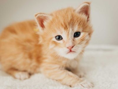 TICA Registered Maine Coon Kittens