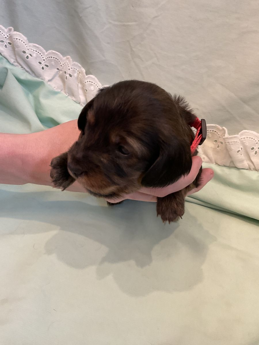 AKC LONG HAIR Female miniature dachshund