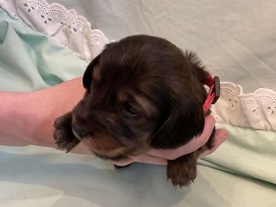AKC LONG HAIR Female miniature dachshund