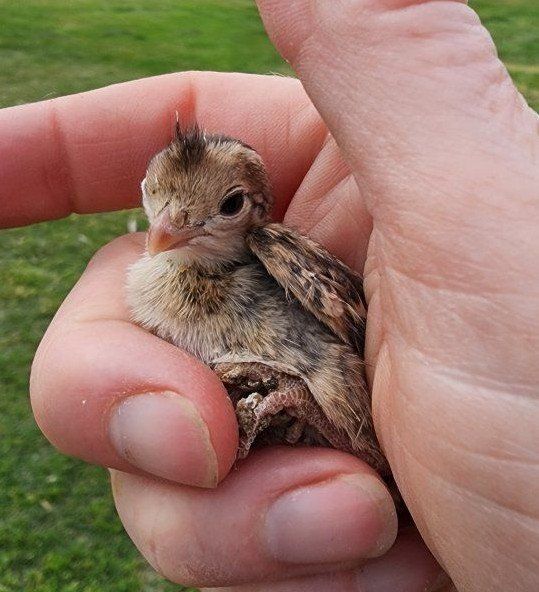Chicks - California Valley Quail