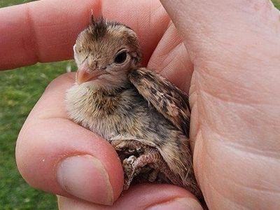 Chicks - California Valley Quail