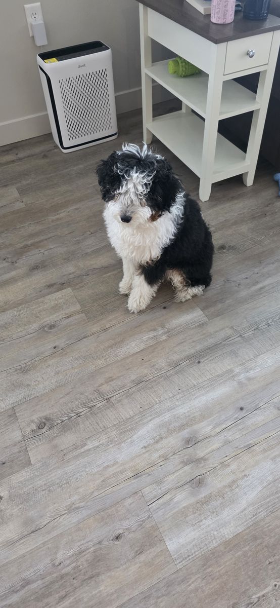 Multi gen mini bernedoodle