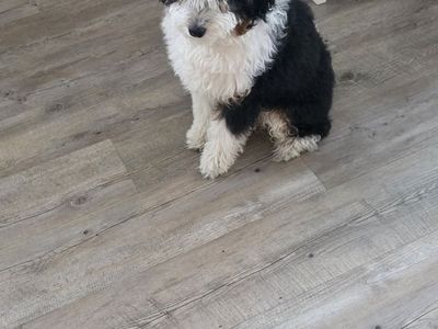 Multi gen mini bernedoodle