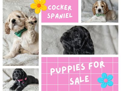 Cocker Spaniel Puppies for Sale - Find Your Perfect Summer Best Friend