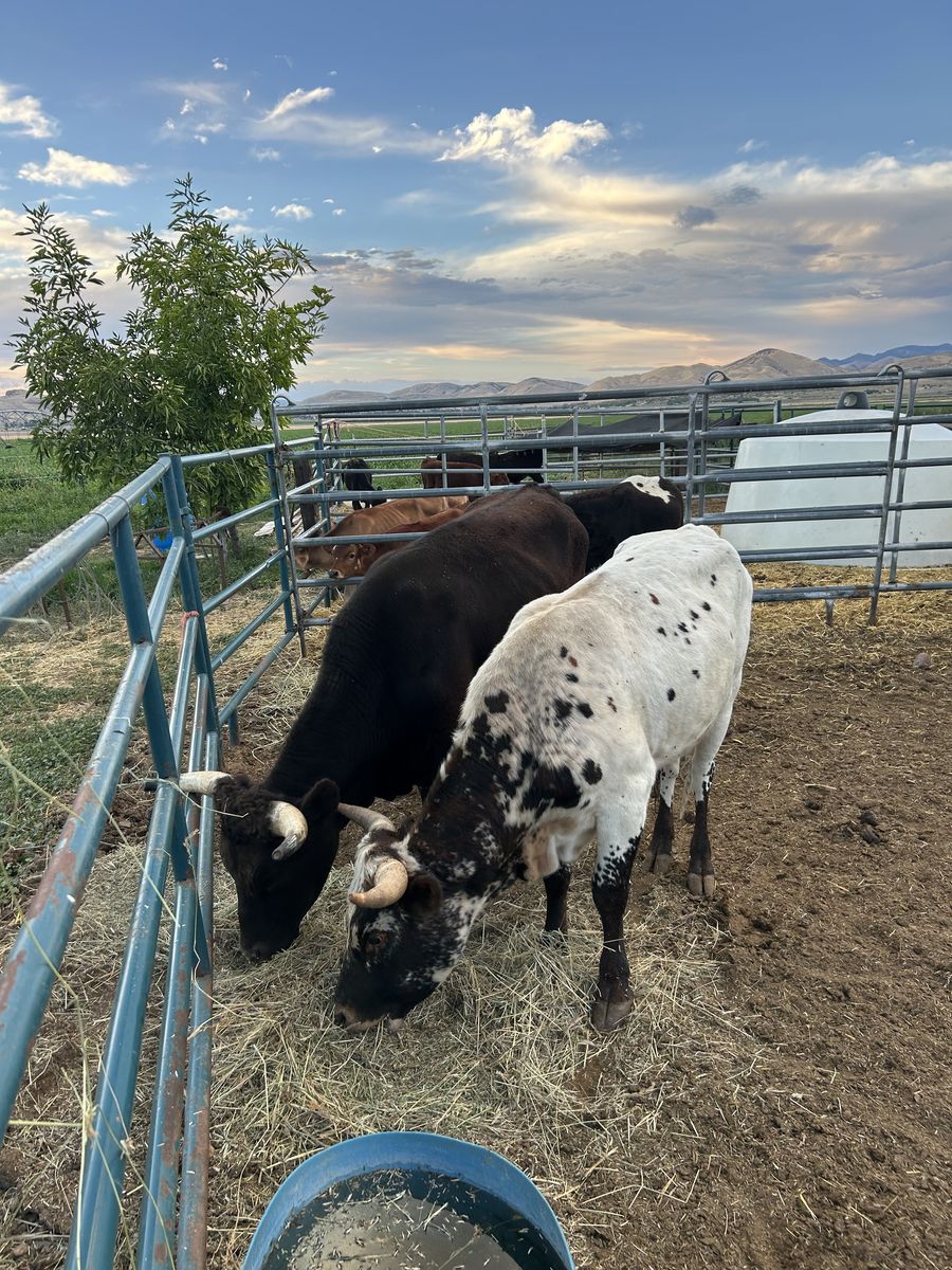 3 nice corriente steers 
