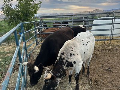 3 nice corriente steers
