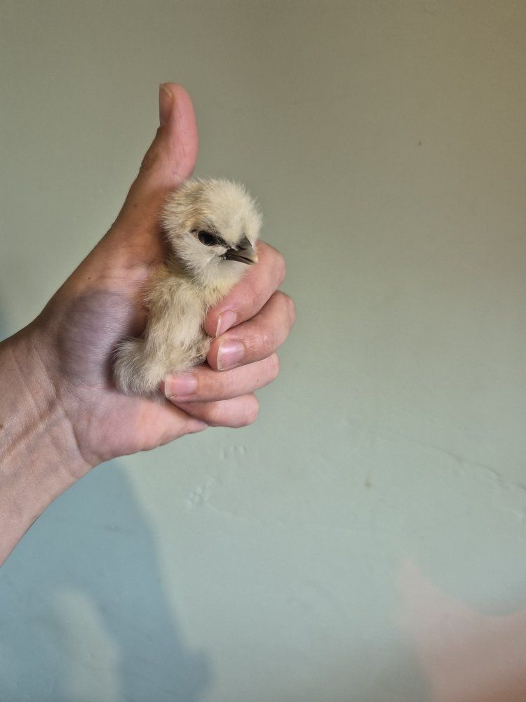Showgirl Silkies