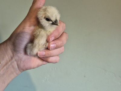Showgirl Silkies
