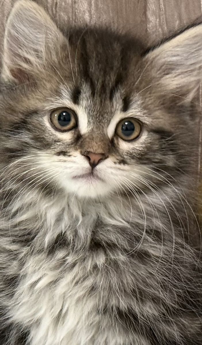 HYPOALLERGENIC SIBERIAN MALE KITTEN - BLACK SILVER MARBLED TABBY! AVAILABLE JULY 1ST! TICA REGISTERED!