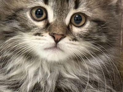HYPOALLERGENIC SIBERIAN MALE KITTEN - BLACK SILVER MARBLED TABBY! AVAILABLE JULY 1ST! TICA REGISTERED!