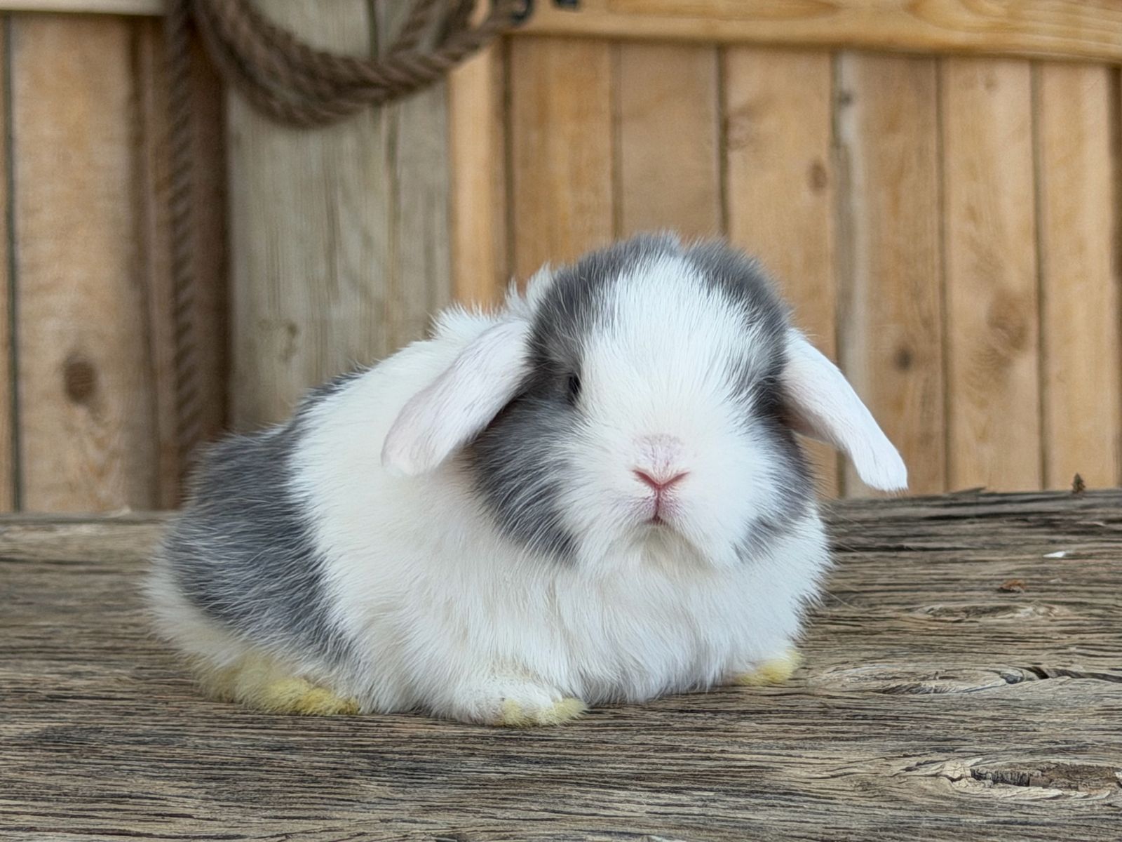 Adorable Pedigreed WE VM Holland Lop Bunnies
