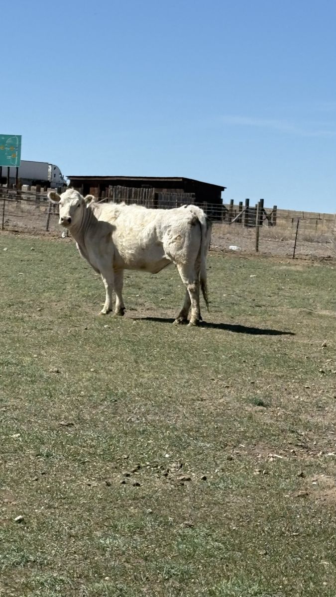 5 yearold bred/exposed Purebred Charolais cow