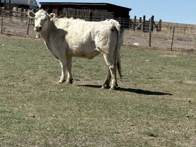 5 yearold bred/exposed Purebred Charolais cow