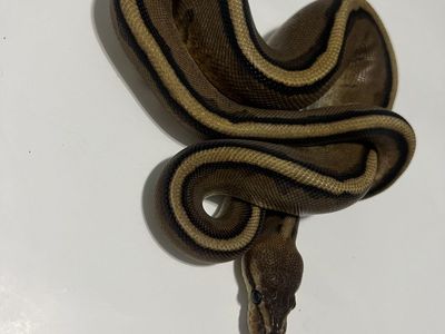 Pet Snake - Ball Python / Reptile #30