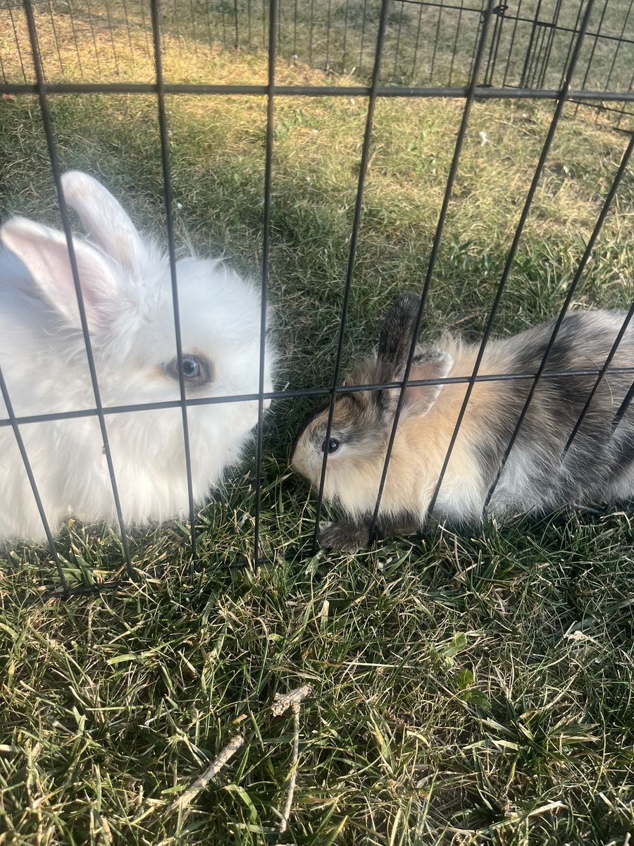 2 male lion head baby bunnies
