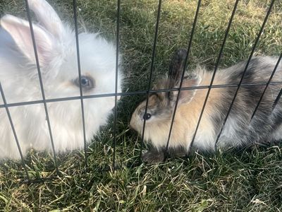 2 male lion head baby bunnies