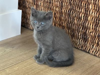 Kittens - Vet Checked & Dewormed (Calico, Black, Gray)