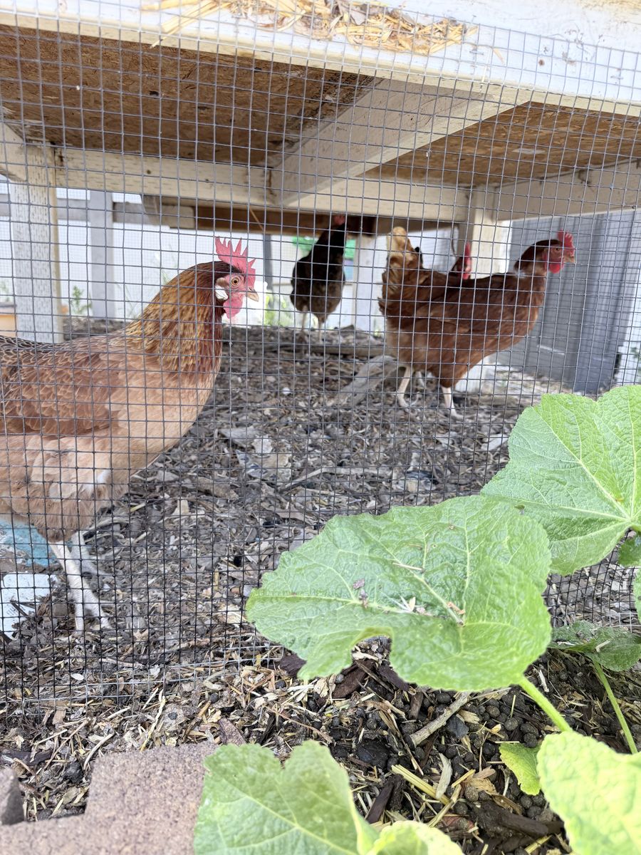 Chickens