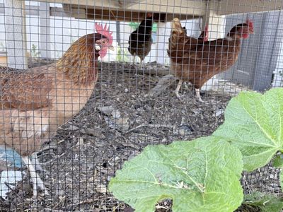 Chickens