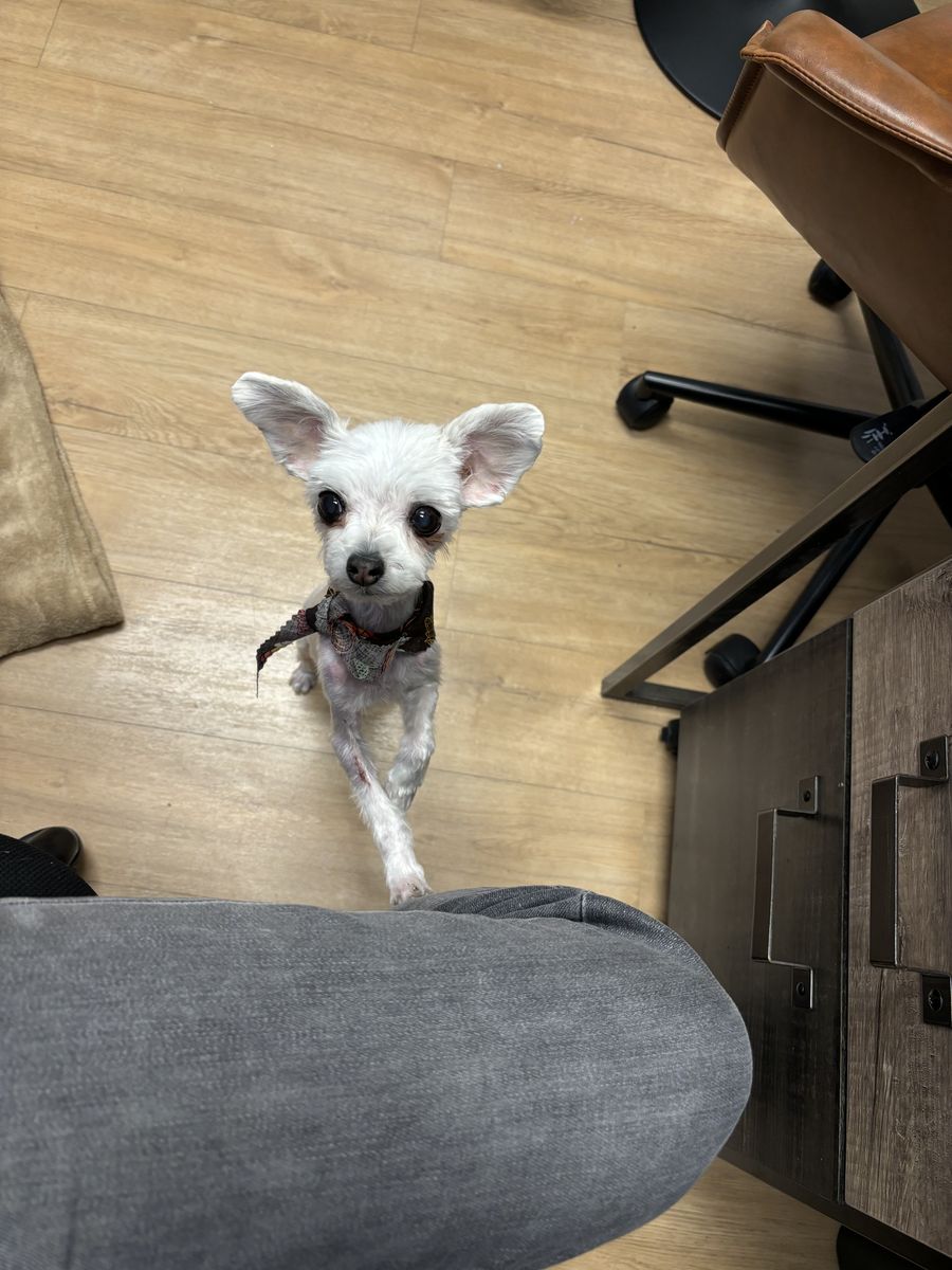 Free Dog to a good home