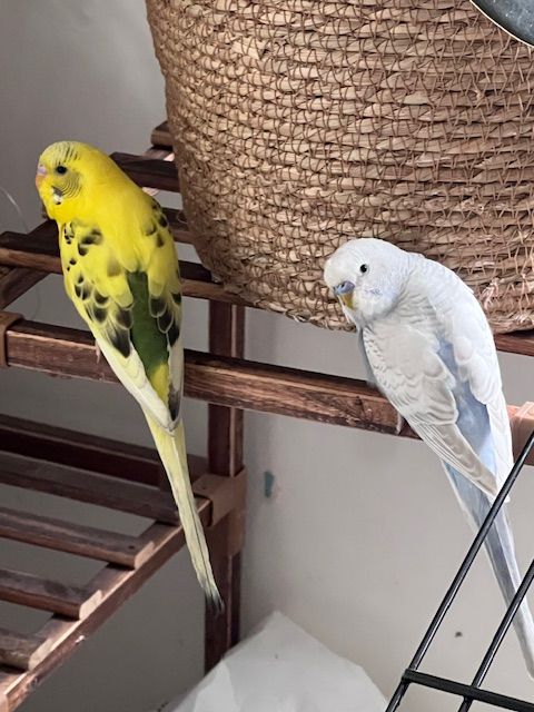 Young Parakeets for Sale