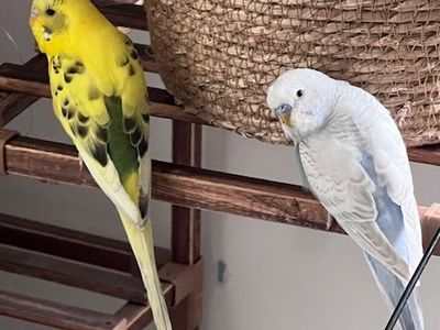 Young Parakeets for Sale