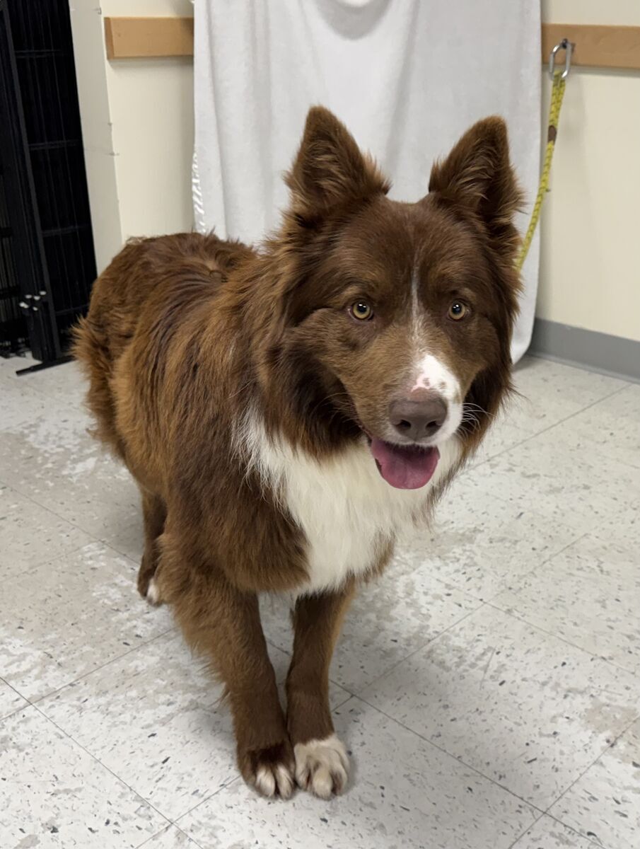 A160076 Reggie is Available for Adoptions!